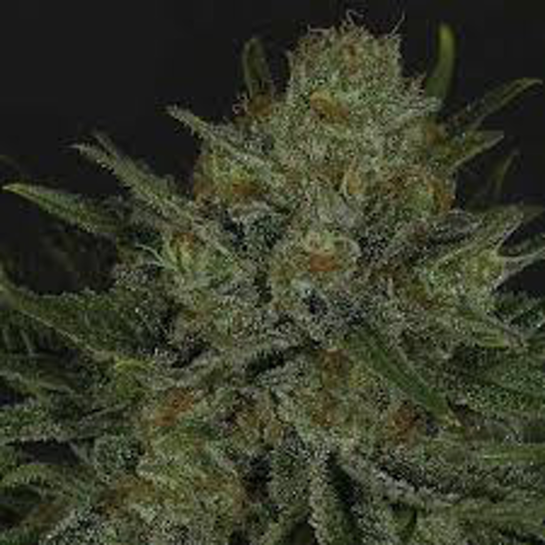 double glock ripper seeds