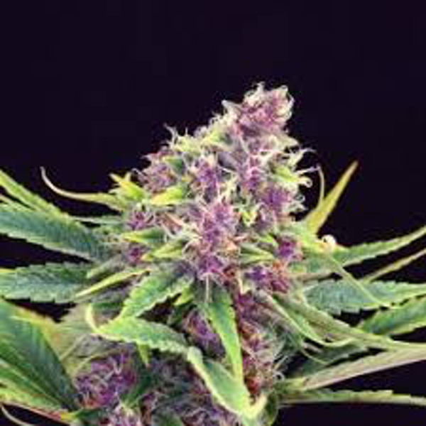 purple kush kannabia seeds