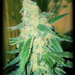 wipeout-express-auto-heavyweight-seeds