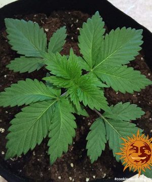 Cookies Kush Barney's Farm - Image 3