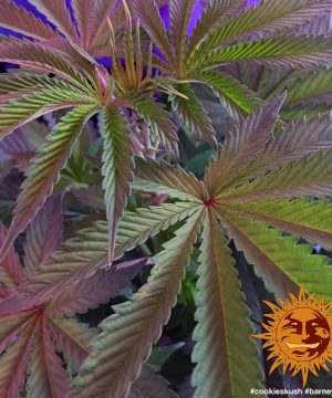 Cookies Kush Barney's Farm - Image 4