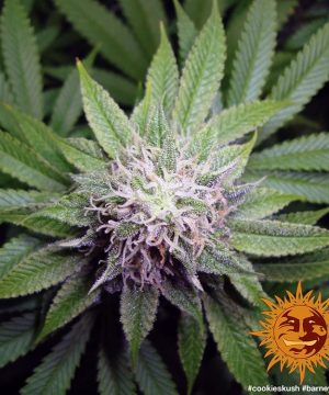 Cookies Kush Barney's Farm - Image 6