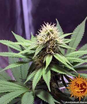 Cookies Kush Barney's Farm - Image 7