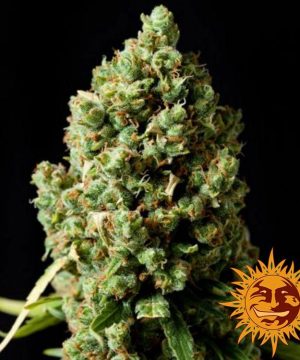 Pineapple Express Auto Barney's Farm - Image 8