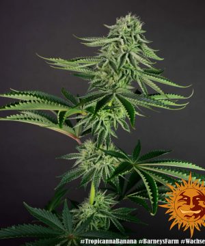 Tropicanna Banana Barney's Farm - Image 13