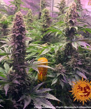 Tropicanna Banana Barney's Farm - Image 11