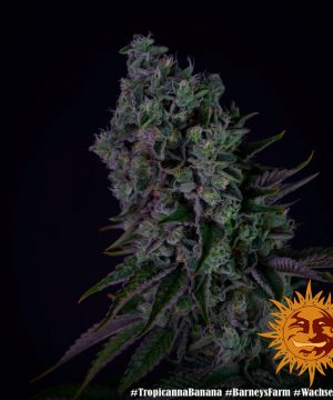 Tropicanna Banana Barney's Farm - Image 10