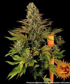 Tropicanna Banana Barney's Farm - Image 9