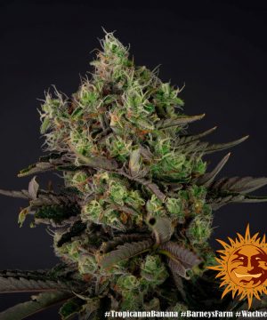 Tropicanna Banana Barney's Farm - Image 8