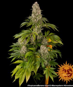 Tropicanna Banana Barney's Farm - Image 7