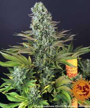 Tropicanna Banana Barney's Farm - Image 6