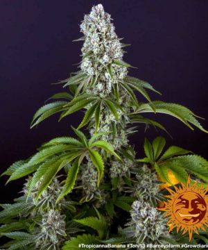 Tropicanna Banana Barney's Farm - Image 5