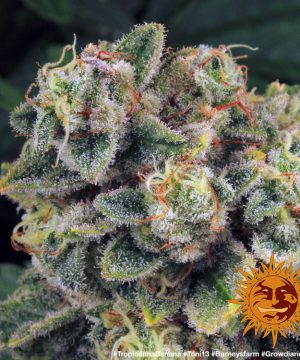 Tropicanna Banana Barney's Farm - Image 4