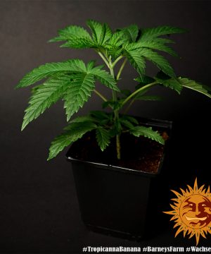 Tropicanna Banana Barney's Farm - Image 22