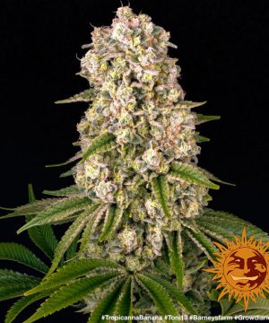 Tropicanna Banana Barney's Farm - Image 3