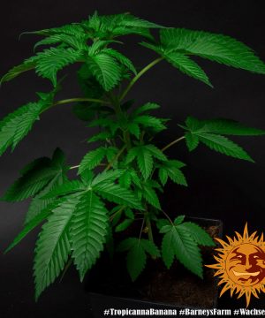 Tropicanna Banana Barney's Farm - Image 21