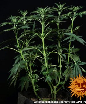 Tropicanna Banana Barney's Farm - Image 20