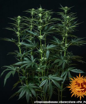 Tropicanna Banana Barney's Farm - Image 19