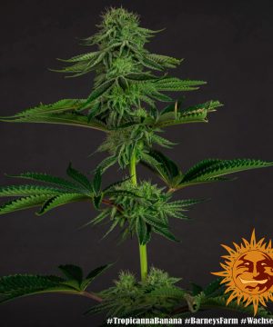 Tropicanna Banana Barney's Farm - Image 18