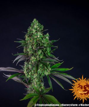 Tropicanna Banana Barney's Farm - Image 17