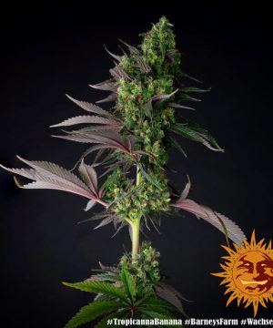 Tropicanna Banana Barney's Farm - Image 16