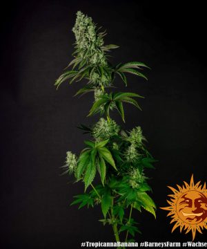 Tropicanna Banana Barney's Farm - Image 15