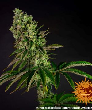 Tropicanna Banana Barney's Farm - Image 14