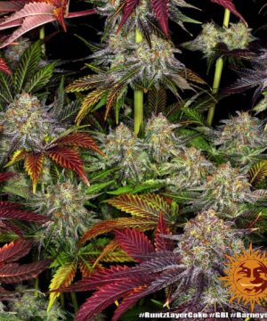 RUNTZ X LAYER CAKE BARNEY'S FARM - Image 3