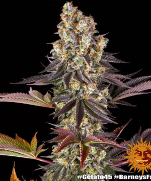 Gelato #45 - Image 10