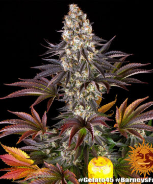 Gelato #45 - Image 3