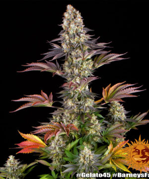 Gelato #45 - Image 4