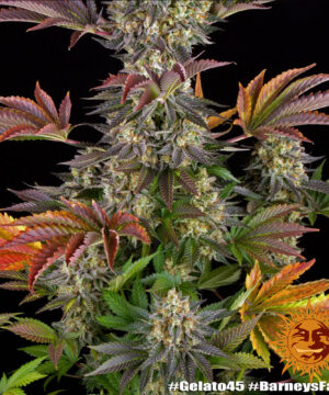 Gelato #45 - Image 5