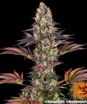 Gelato #45 - Image 7