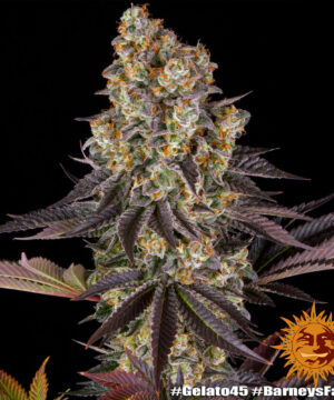 Gelato #45 - Image 8