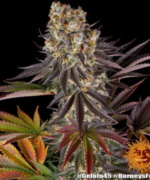 Gelato #45 - Image 9