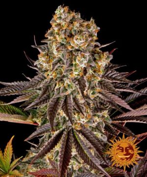 Gelato #45 - Image 11