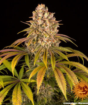Lemon Tree - Image 7
