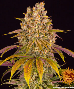 Lemon Tree - Image 3