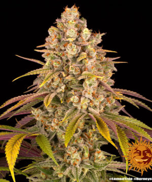 Lemon Tree - Image 4