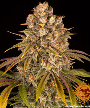 Lemon Tree - Image 5