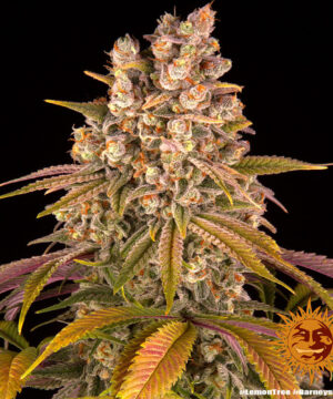 Lemon Tree - Image 6