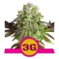 triple G Royal Queen Seeds