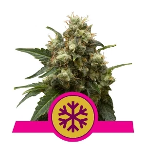 ICE royal queen seeds