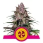 Sweet zz royal queen seed